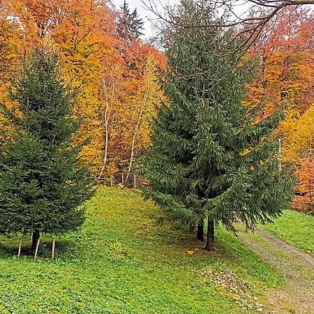 Soho Rasnov *
