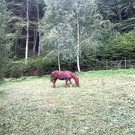 Soho Rasnov * Braşov